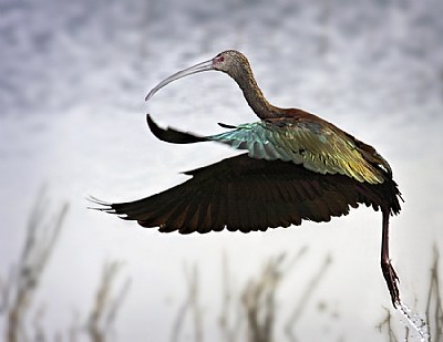 White Faced Ibis