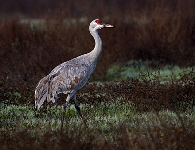 Sandhill Crane