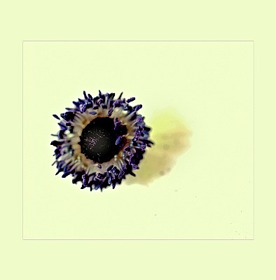 anemones. 1