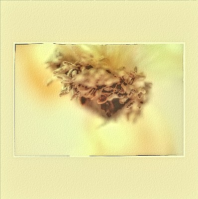 anemones. 3