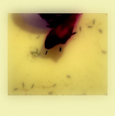anemones.4