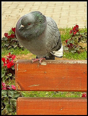 a pidgeon I am....