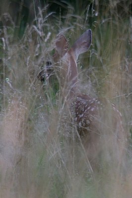 Hidden fawn