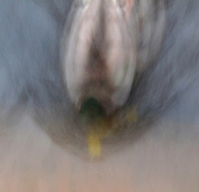 Duck Abstract