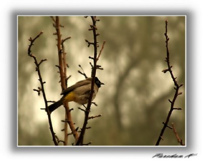 Sparrow ..