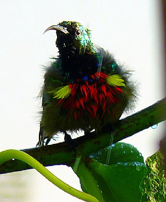 Sunbird