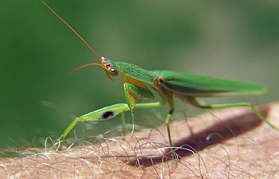 Preying  Mantis