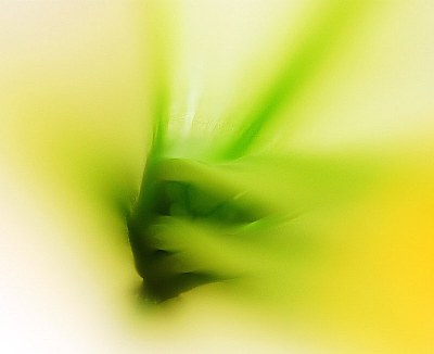 Lily Abstracted