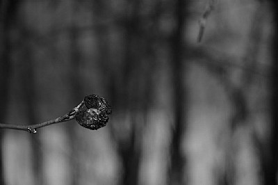 Bud