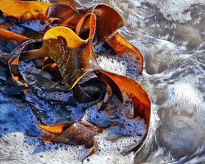 Sea Treasures