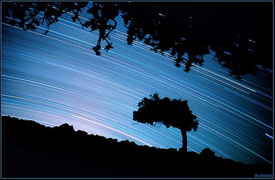 star trailed tree