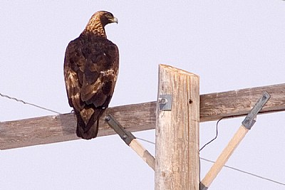 The Golden Eagle