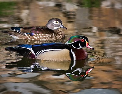 Wood Duck Pair
