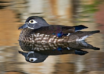 Wood Duck Female