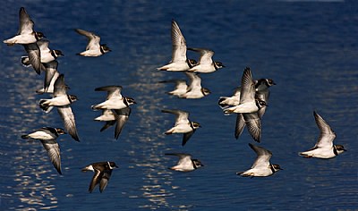 Semipalmated Plovers 