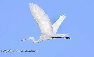 Great Egret