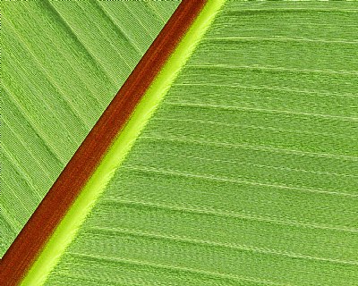 Leafy Textures