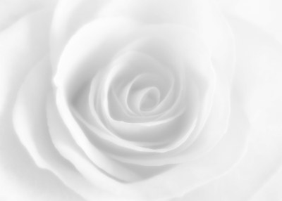 White Rose