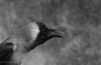 The Crow