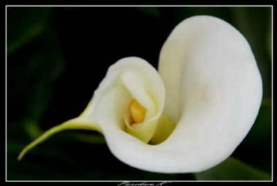 White Lily..