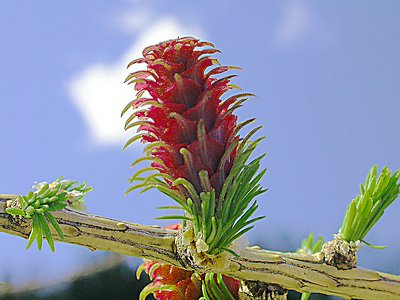 Bud of a pine tree