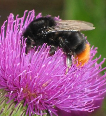 Bumblebee her Flowerbed