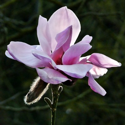  Magnolia  'Caerhays Belle'