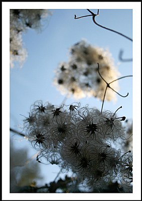 Feathery
