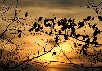Faded sunset and oak leaves