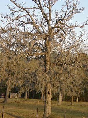 Tree of Moss