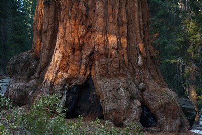 Majestic Redwood