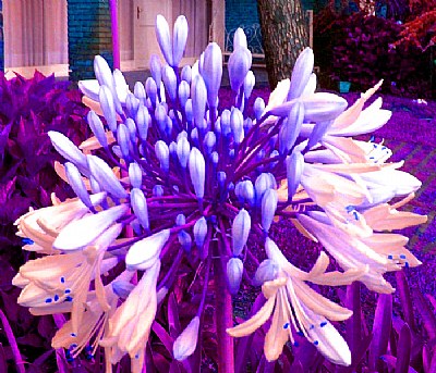 Agapanthus by Night