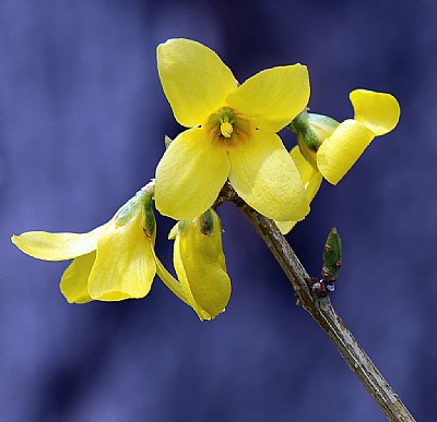 Small Forsythia Bloom