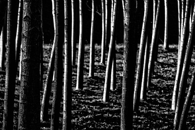tress