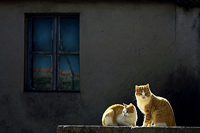 cat windows