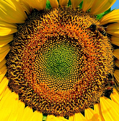 sunflower 