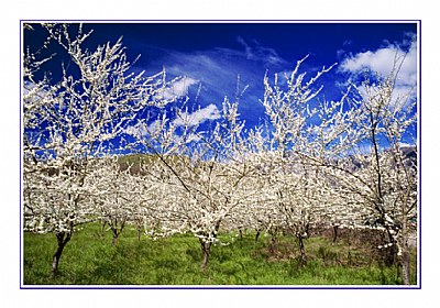 Spring in the Sky