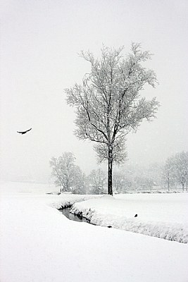 The Tree and The Crow..