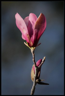 Tulip Tree Blossom