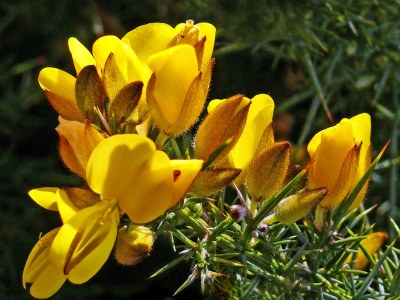 Gorse