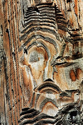 A face in wood