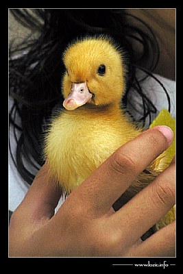 ..::Billy the Duck::..