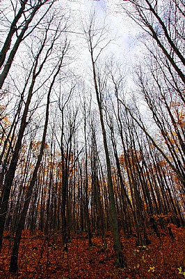 fall forest