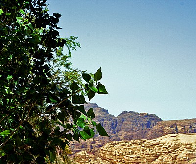 Green & Mountains