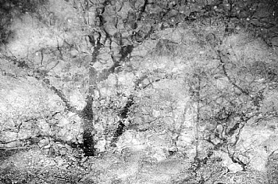 oaktree in ice puddle