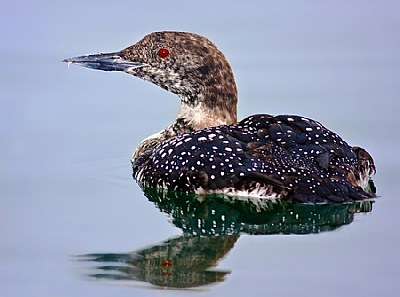 Molting Loon