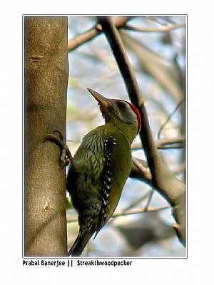 streakthwoodpecker