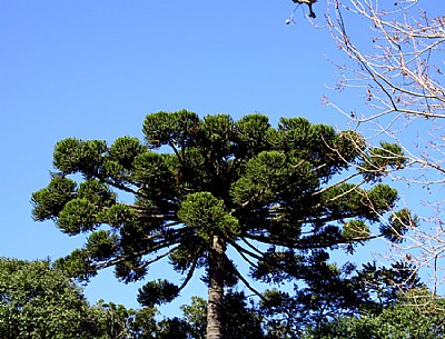 Tree & Blue Sky