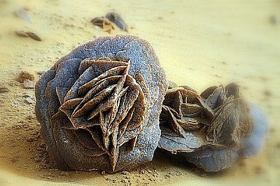 desert rose