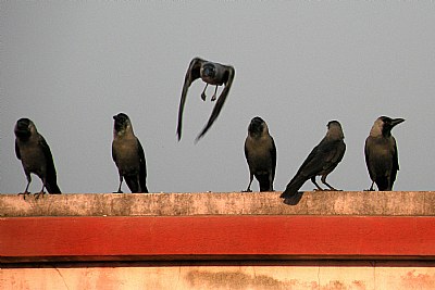 DISSIDENT